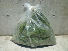 写真：落ち葉・雑草の出し方