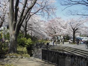 写真：根川緑道の桜
