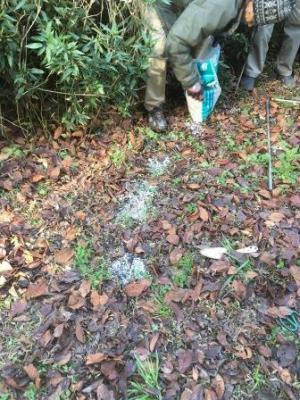 写真：根川緑道桜の保全4