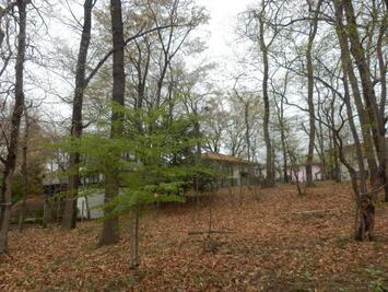 写真：早春の幸町樹林地