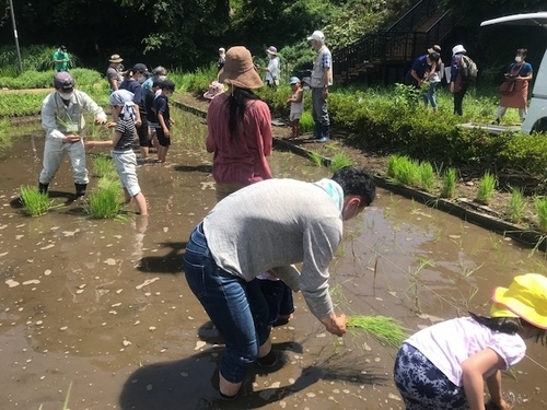 写真：田植え作業