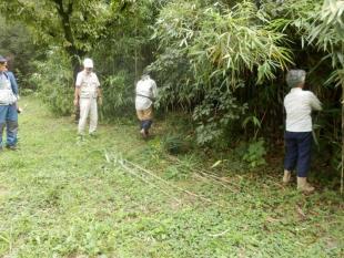 写真：下刈の様子