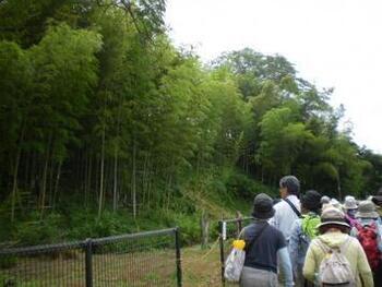 写真：崖線ウォークの様子