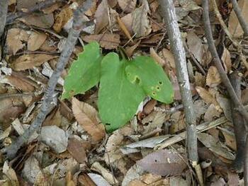 写真：ウバユリ