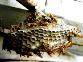 写真：アシナガバチの巣（成長後）