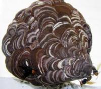 写真：スズメバチの巣（成長後）