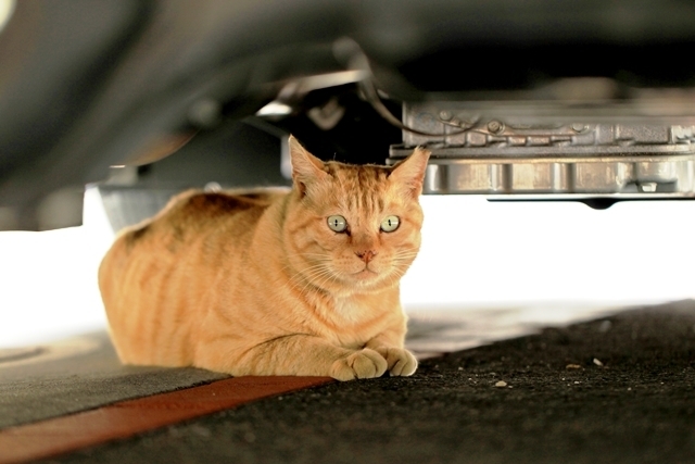 写真：地域猫