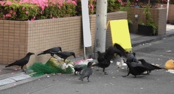 写真：ゴミをあさるカラス