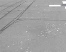 写真：ハト（道路上）