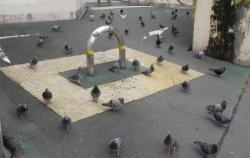 写真：ハト群れ