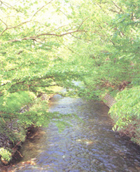 写真：玉川上水