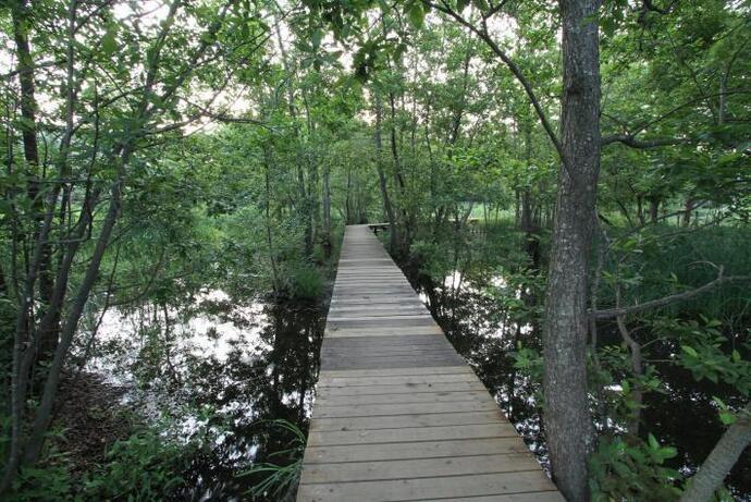 写真：矢川緑地