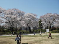 写真：根川緑道と桜2
