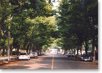 写真：ケヤキの並木