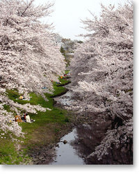 写真：根川のサクラ堤