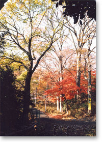 写真：立川崖線