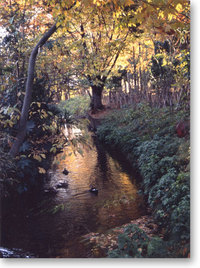 写真：矢川緑地
