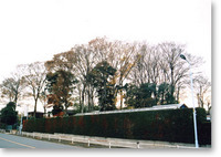 写真：若葉町の大ケヤキ