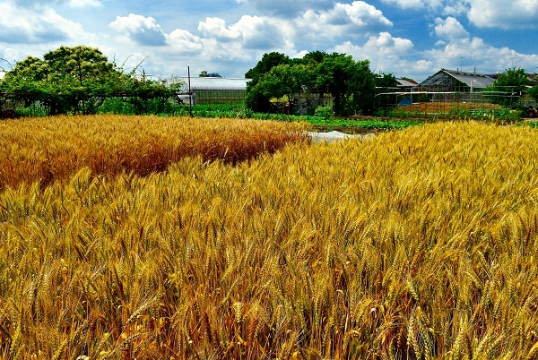 写真：第2回立川の農写真コンテスト特別賞受賞作1