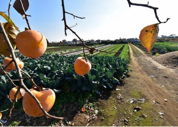 写真：第3回奨励賞受賞作品「秋の耕作地」