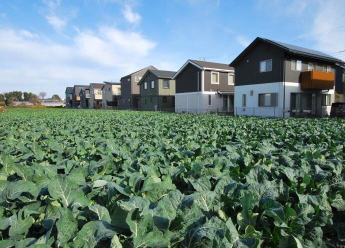 写真：第3回フォトコン特別賞「元気いっぱい冬野菜」