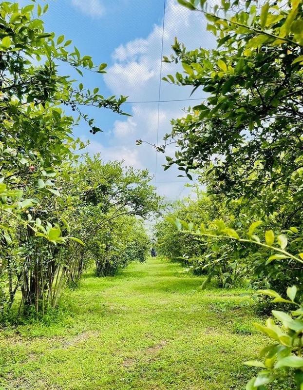 写真：第3回フォトコン特別賞「ブルーベリーの森」