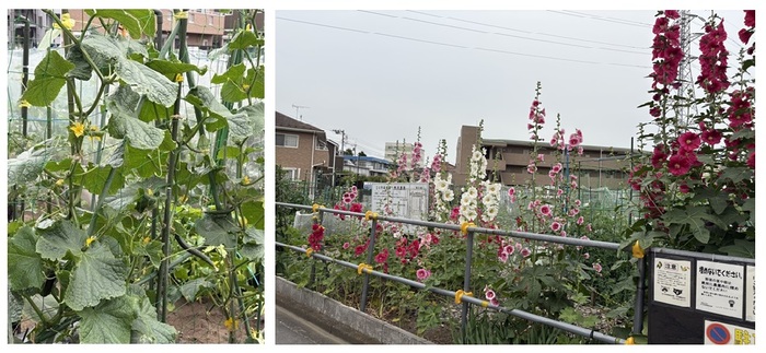 市民農園の様子