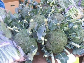 写真：ブロッコリー