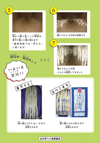 写真：「立川うど」ってどうやって育つの？チラシ2