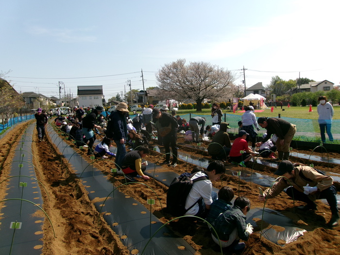 写真：親子農業体験1日目の様子（種植えの様子）