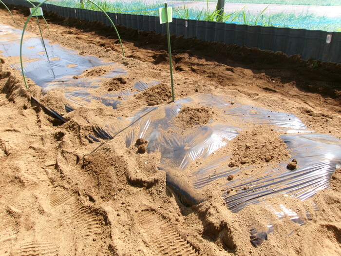 写真：種を植えた後の畑