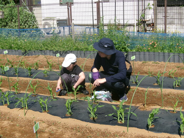 写真：親子農業体験2日目の様子