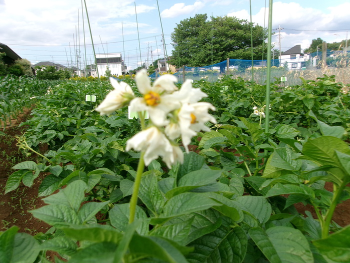 6月4日のジャガイモの様子