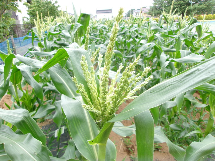 6月13日のトウモロコシの様子