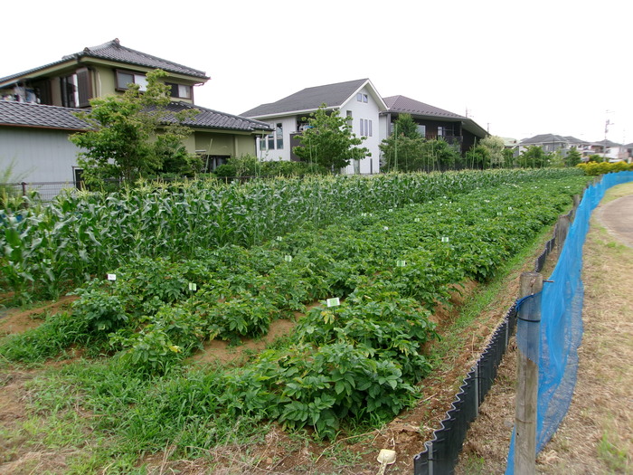 6月13日のジャガイモの様子