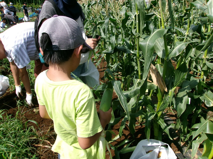 トウモロコシを収穫する様子