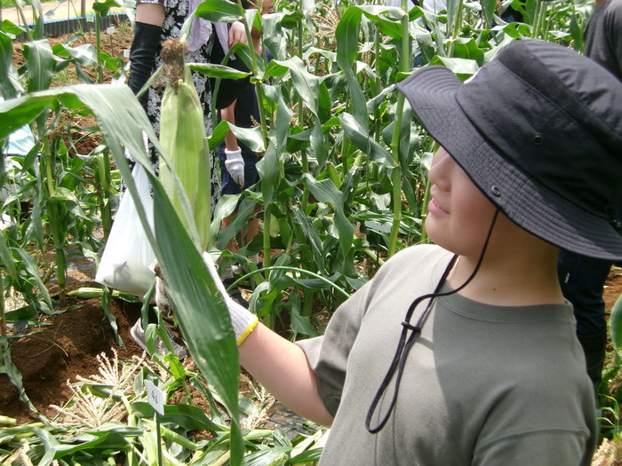 トウモロコシを収穫する様子