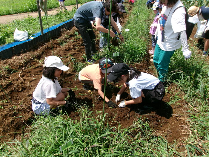 ジャガイモを収穫する様子