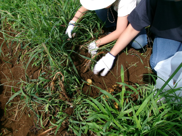 ジャガイモを収穫する様子