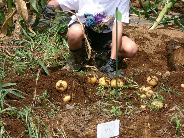 ジャガイモを収穫する様子