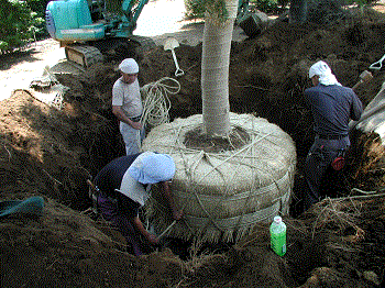 写真：植木生産を行っている様子