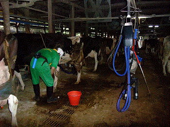 写真：畜産を行っている様子