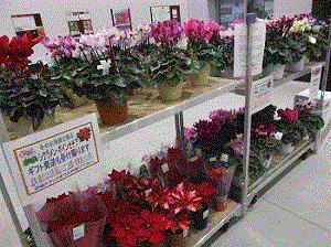 写真：花、野菜苗の販売スペース