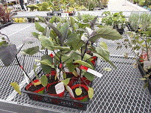 写真：野菜苗の販売スペース