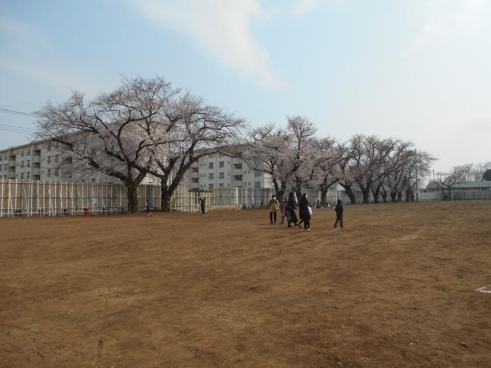 写真：満開の桜1