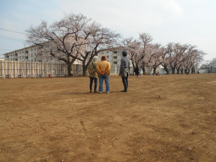 写真：満開の桜2