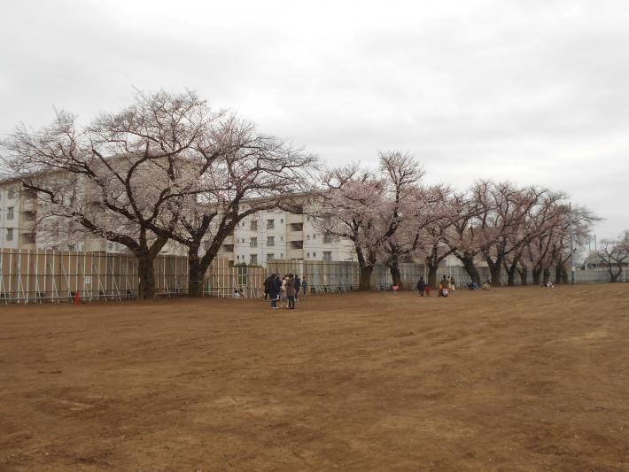 写真：敷地の桜