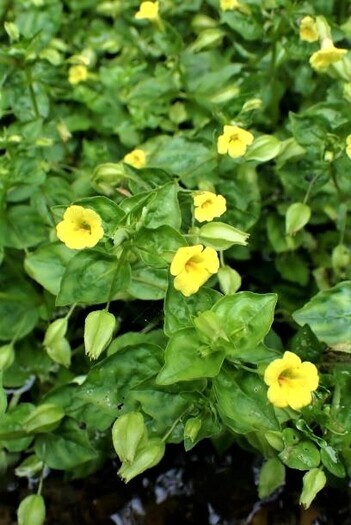 写真：ミゾホオズキ