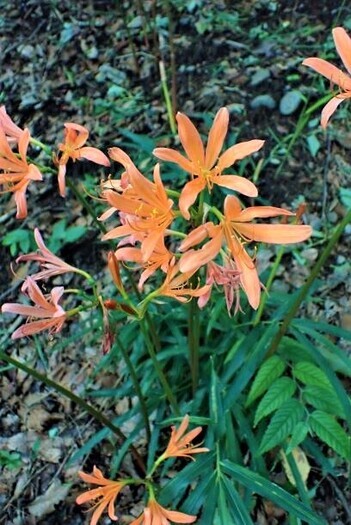 写真：キツネノカミソリ