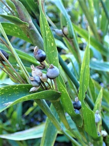 写真：ジュズダマ